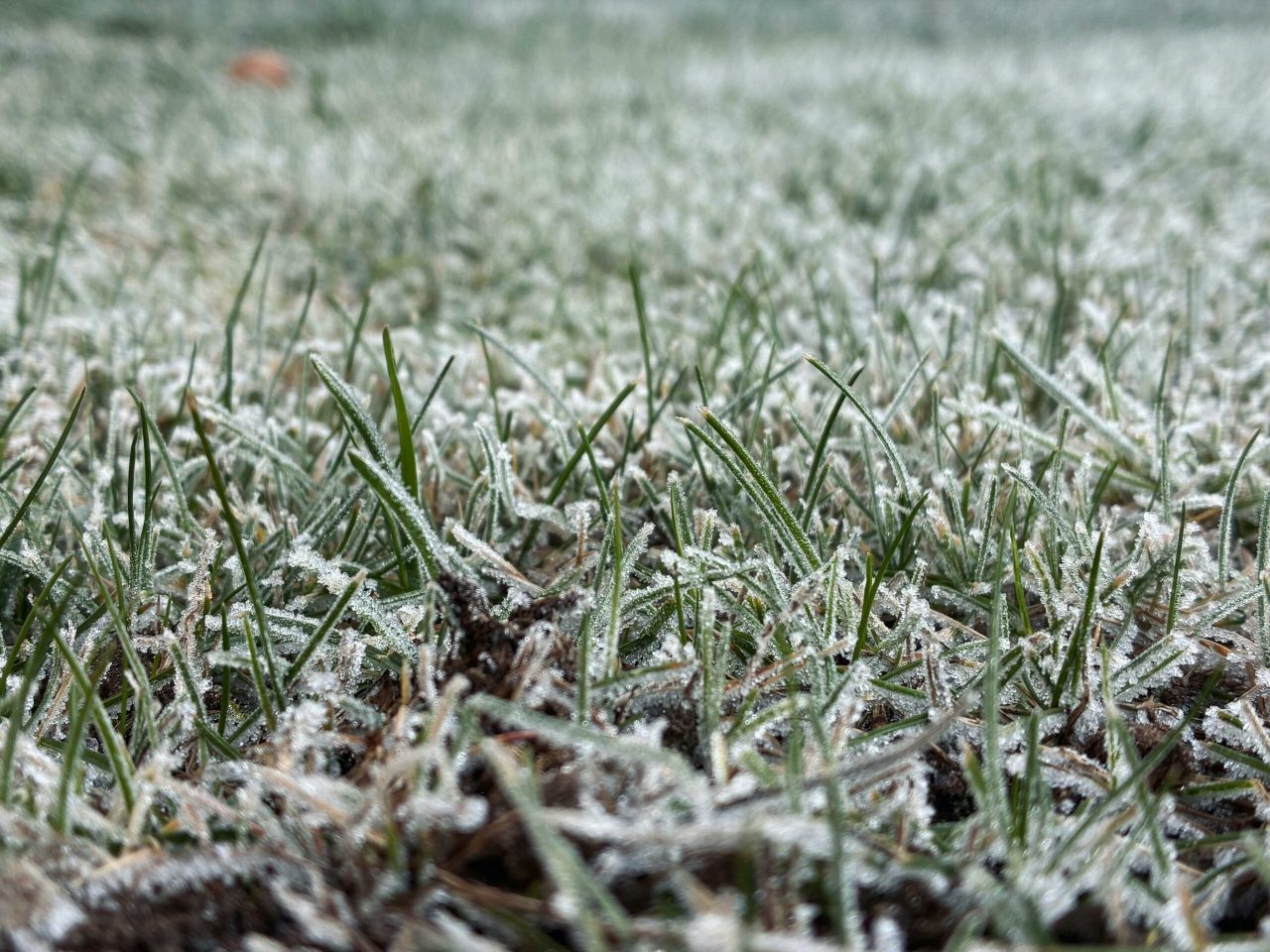 Préparer sa pelouse pour l'hiver