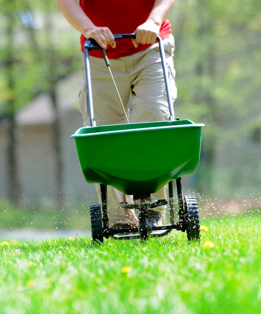 Bien réveiller sa pelouse au printemps